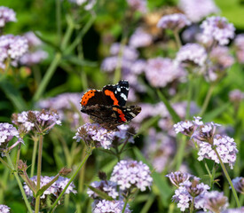 butterfly on a flower