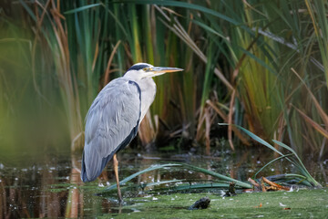On a sunny summer evening, a grey heron stands in the swamp perpendicular to the camera lens.  