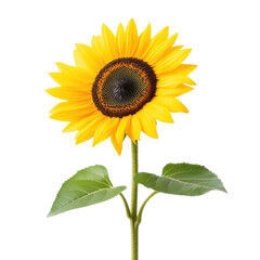 Obraz premium Bright sunflower with vibrant yellow petals and a dark center, symbolizing summer and positivity isolate on transparency background