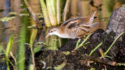 common pheasant in the grass