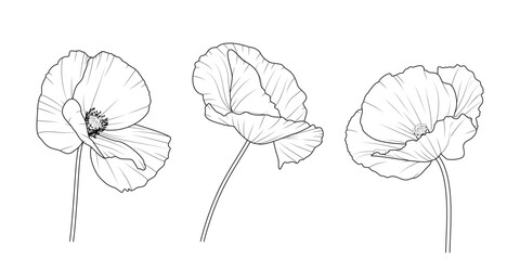 Maki - zestaw trzech kwiatów. Botaniczna ilustracja wektorowa. © Monika