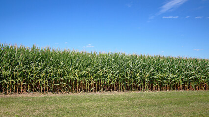 Obraz premium Edge of a mature green cornfield