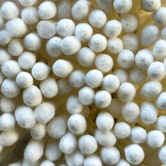 Close-up of cotton buds. White cotton buds.