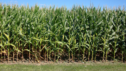 Edge of a mature green cornfield