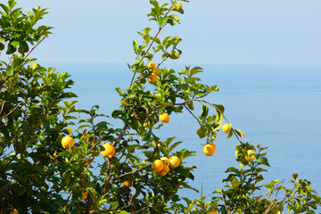 Un albero carico di limoni in riva al mare.