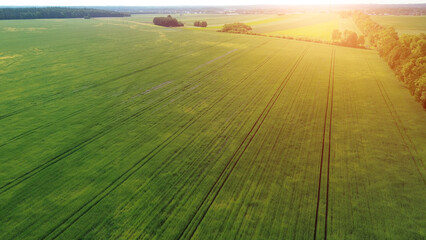 Aerial view of a lush green monoculture agriculture field