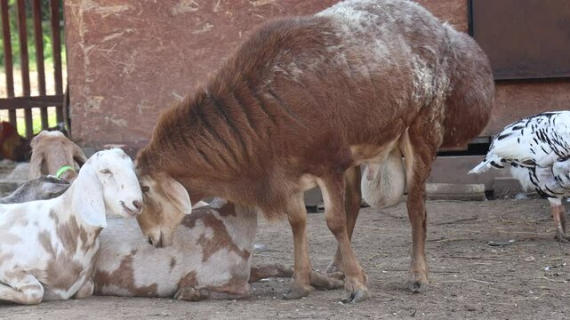 barnyard with pigs and goats