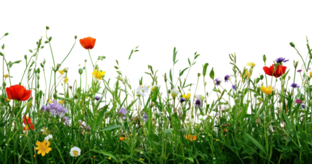 PNG Colorful wildflowers in green meadow