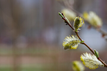 Yellow catkins Salix caprea blooming in spring
