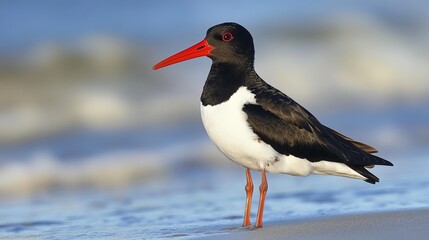The Eurasian oystercatcher (Haematopus ostralegus), also known as the common pied oystercatcher, is a wading bird predominantly found on sea coasts and coastal zones.