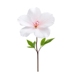 Obraz premium Delicate white flower with pink accents, showcasing beautiful petals and vibrant green leaves against a clean background isolate on transparency background