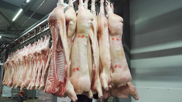 Worker pushes headless frozen pigs carcass, pork at conveyor. Working day at industrial meat processing factory. Preparing pork for cutting into pieces. Production of meat products, sausages, wieners
