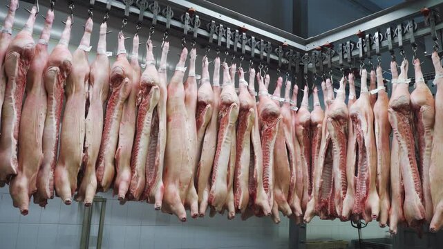 Pork meat. Headless frozen pork carcasses hang on hooks in an industrial refrigeration chamber. Working day at a meat processing facility. Meat factory for the production of meat and sausage products.