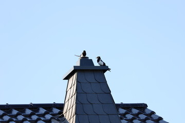 Sroka na kominie © NitroB