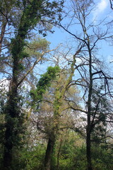 Arbres de Brocéliande