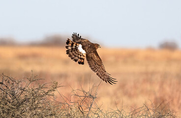 A Northern Harrier female hawk bursts into flight from nearby shrubs onto a prairie habitat displaying beautiful wings and spread tail feathers.