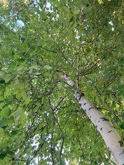 birch tree in summer