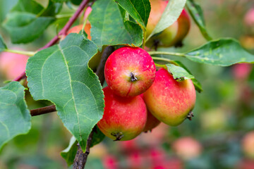 Small red apples on a branch. Picking apples. Satchels on a tree branch. Harvesting. Autumn. The apple orchard.