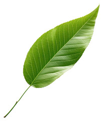 Obraz premium PNG Fresh leave blowing annonaceae beverage herbal.