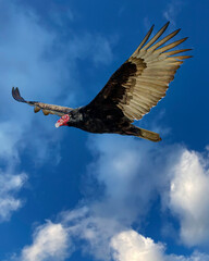 Turkey Vulture 1
