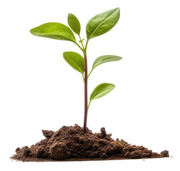 PNG Sapling on the soil sprout plant leaf.