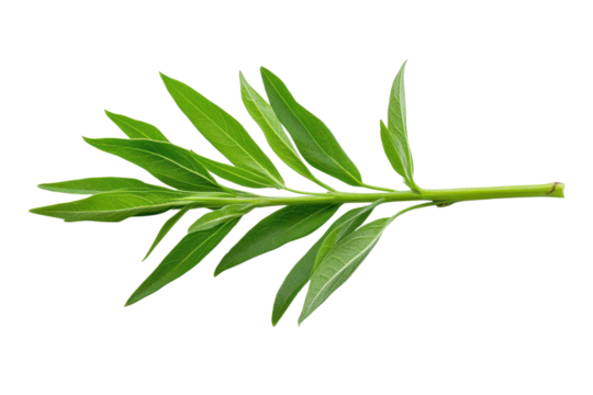 Fresh green leaf isolated on a white background, perfect for nature, herbal, or culinary themes isolate on transparency background