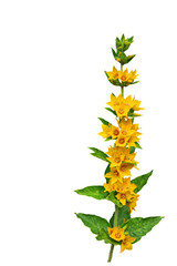 Yellow loosestrife lysimachia punctata in png isolated transpare