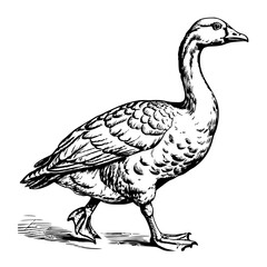 Goose walking with one foot raised