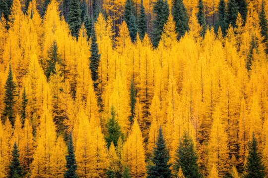 Tamarack Trees: A Vibrant Yellow Display of Autumn Larch Trees in Eastern Washington