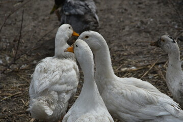 Birds on a farm. Geese and ducks graze on a poultry farm. They have white or gray plumage, yellow or red feet and beaks. A large flock of birds graze in the yard, pecking grain and drinking water.