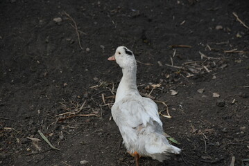 White duck in the farm yard. The bird on the village farm has white plumage, black eyes and a red beak. The duck has a small head on a long, movable neck and clipped wings. it walks across the yard.