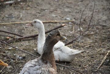 Birds on a farm. Geese and ducks graze on a poultry farm. They have white or gray plumage, yellow or red feet and beaks. A large flock of birds graze in the yard, pecking grain and drinking water.
