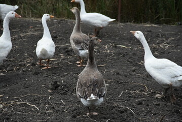 Birds on a farm. Geese and ducks graze on a poultry farm. They have white or gray plumage, yellow or red feet and beaks. A large flock of birds graze in the yard, pecking grain and drinking water.