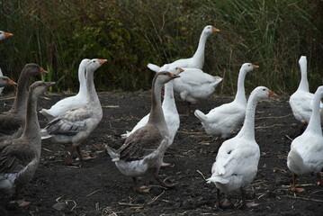 Birds on a farm. Geese and ducks graze on a poultry farm. They have white or gray plumage, yellow or red feet and beaks. A large flock of birds graze in the yard, pecking grain and drinking water.