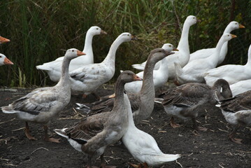 Birds on a farm. Geese and ducks graze on a poultry farm. They have white or gray plumage, yellow or red feet and beaks. A large flock of birds graze in the yard, pecking grain and drinking water.