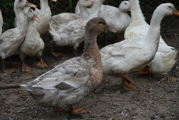 Birds on a farm. Geese and ducks graze on a poultry farm. They have white or gray plumage, yellow or red feet and beaks. A large flock of birds graze in the yard, pecking grain and drinking water.