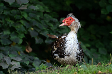 adult male muscovy duck, Cairina moschata, in natural green