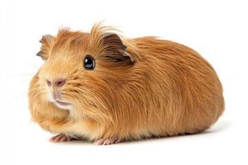Fototapeta premium Long Hair Guinea Pig. Peruvian Rodent and Pet with Luxurious Brown Fur