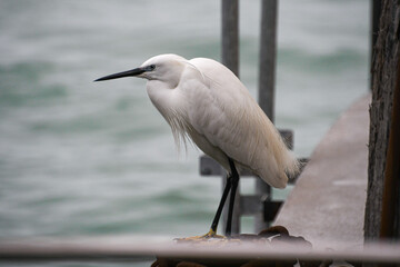Ein Seidenreiher steht auf einem Steg am Canale Grande in Venedig