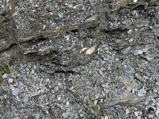bark of a tree