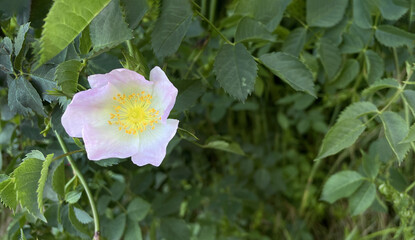 Obraz premium Flower of wild rose, Rosa canina, in the garden