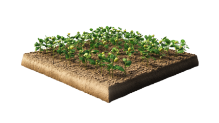3d piece of land with soybean plantation on transparency background PNG