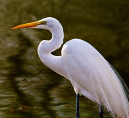 Great White Egret


