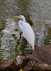 Great White Egret

