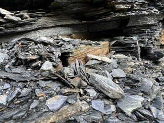fish on the rock
