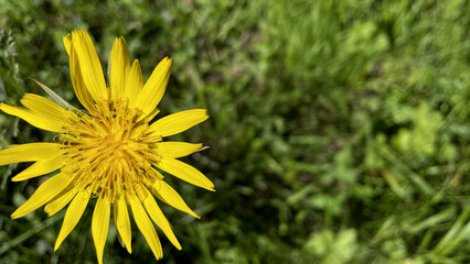 Close-up of a yellow dandelion on a background of green grass