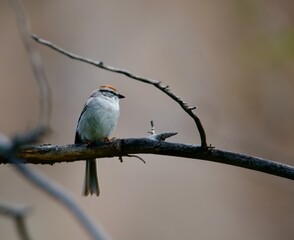 Golden Crowned Sparrow
