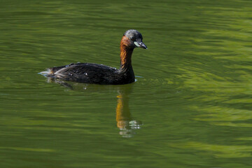 Little Grebe, Tachybaptus ruficollis in a pond