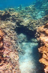 Obraz premium Shallow sea, rocky seascape in the blue water. Seabed with stones, underwater photography from scuba diving. Undersea vivid landscape, adventure scuba diving.