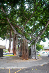 Banyan Tree by the street in Hilo Hawaii